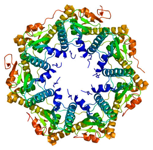 ATP-dependent Clp protease proteolytic subunit